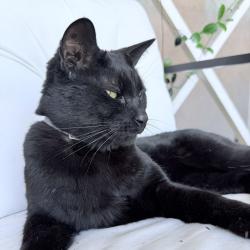 Lost Male Cat last seen Ameluxen and Shadybend Dr, Hacienda Heights, CA 91745