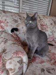 Reunited Male Cat last seen Near I-10 W, San Antonio, TX 78257, San Antonio, TX 78257