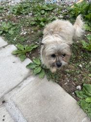 Reunited Male Dog last seen Willow creek dr , Willow Creek Dr, NC 27587
