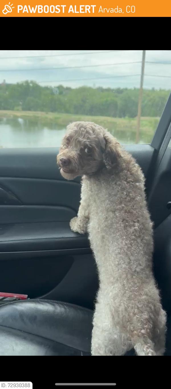 Found/Stray Male Dog last seen 52nd and Marshall, Arvada, CO 80002
