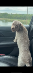 Found/Stray Male Dog last seen 52nd and Marshall, Arvada, CO 80002