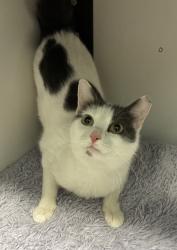 Shelter Stray Female Cat last seen Apt w102,350 W Pierpont Avenue, SALT LAKE CITY, UT, 84101, Taylorsville, UT 84123