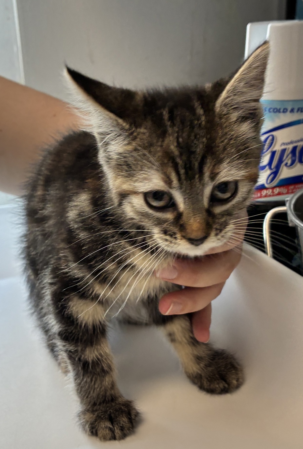 Shelter Stray Female Cat last seen Near S Navajo Street, SALT LAKE CITY, UT, 84104, Taylorsville, UT 84123