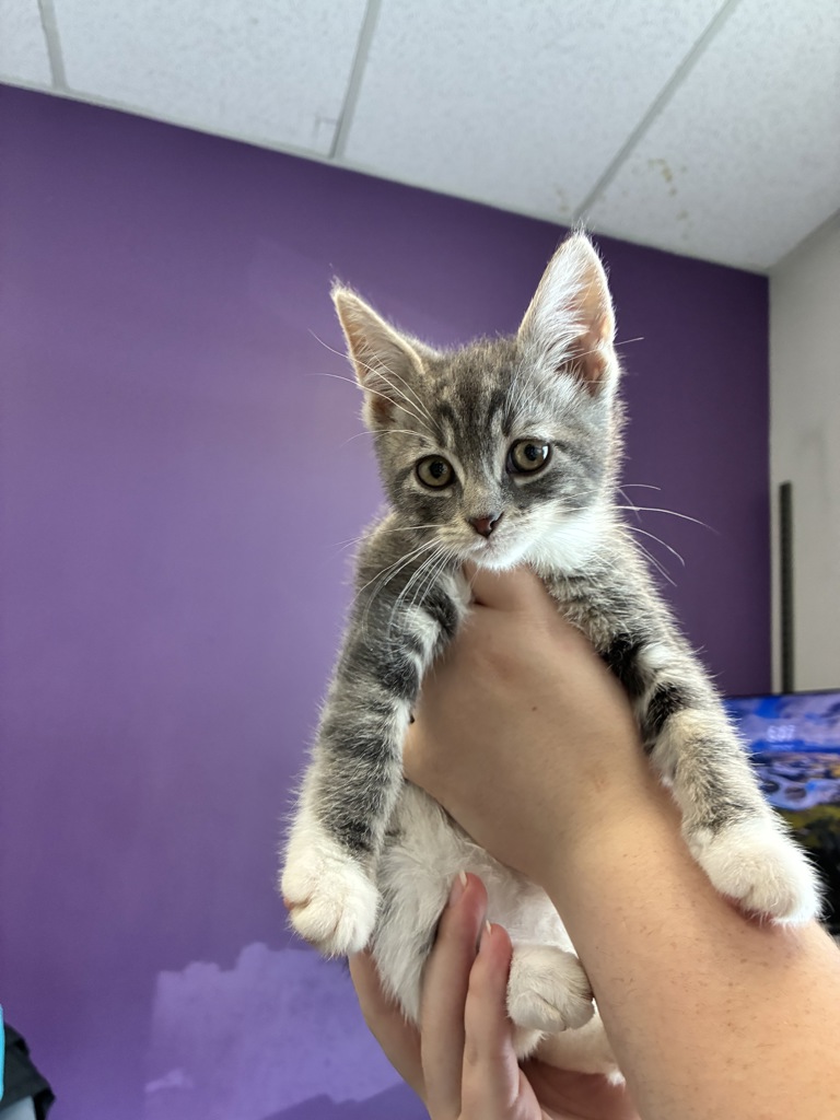 Shelter Stray Female Cat last seen Near S Navajo Street, SALT LAKE CITY, UT, 84104, Taylorsville, UT 84123