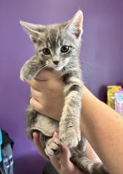 Shelter Stray Female Cat last seen Near S Navajo Street, SALT LAKE CITY, UT, 84104, Taylorsville, UT 84123