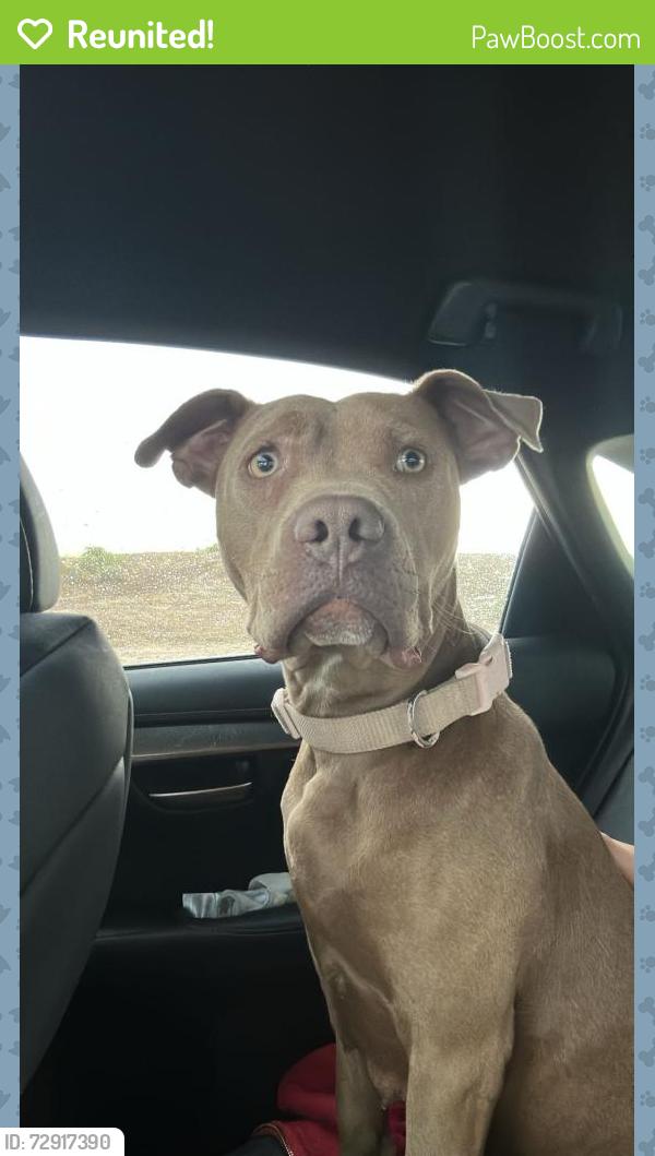 Reunited Female Dog last seen mikes car wash on 4th st, Albuquerque, NM 87114