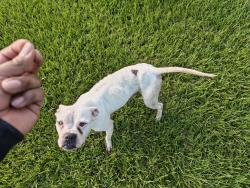 Found/Stray Female Dog last seen Windrift dr, Houston, TX 77066