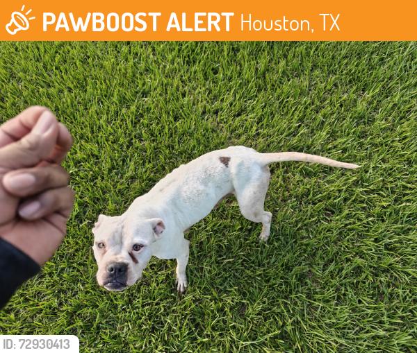 Found/Stray Female Dog last seen Windrift dr, Houston, TX 77066