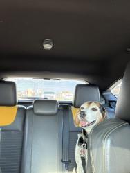 Reunited Male Dog last seen Seminary and I35, Fort Worth, TX 76115
