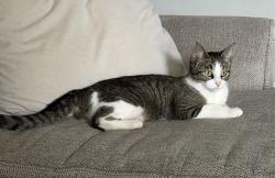 Found/Stray Unknown Cat last seen Woodstock Dr. & Chapel Hill Dr., Fairfield, OH 45014