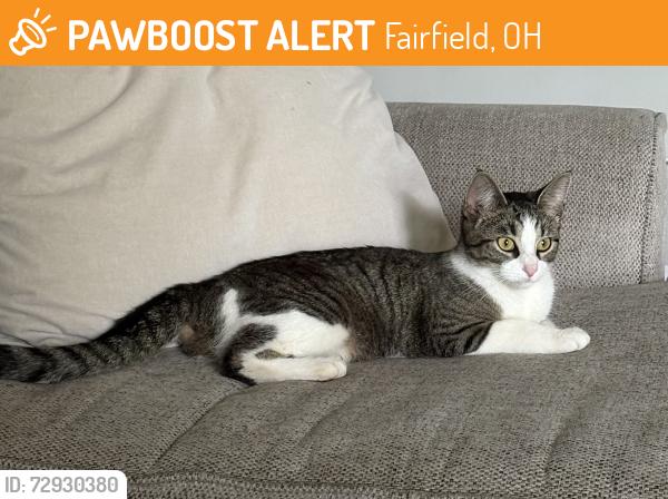 Found/Stray Unknown Cat last seen Woodstock Dr. & Chapel Hill Dr., Fairfield, OH 45014