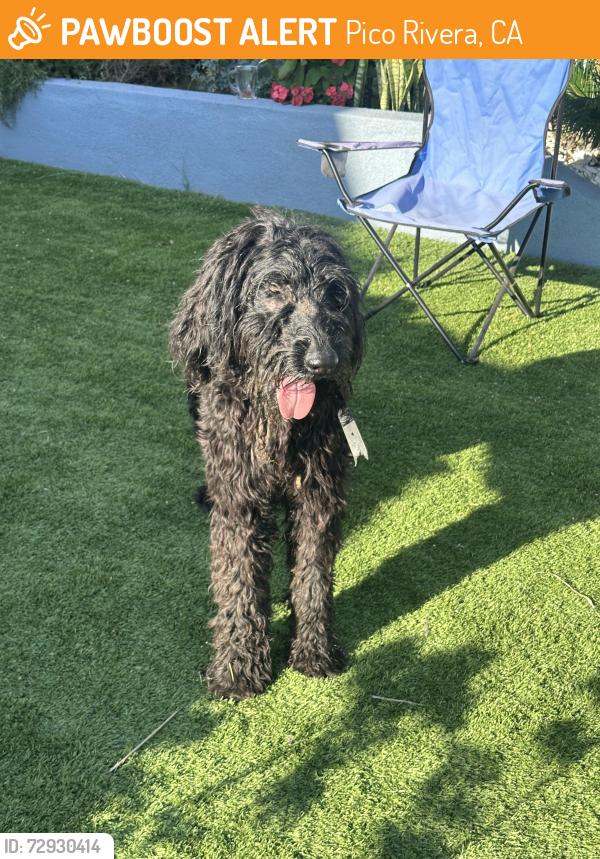 Found/Stray Unknown Dog last seen Golf Course, Pico Rivera, CA 90660