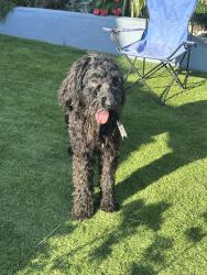 Found/Stray Unknown Dog last seen Golf Course, Pico Rivera, CA 90660