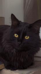 Reunited Female Cat last seen Camberwell road, Greater London, England 