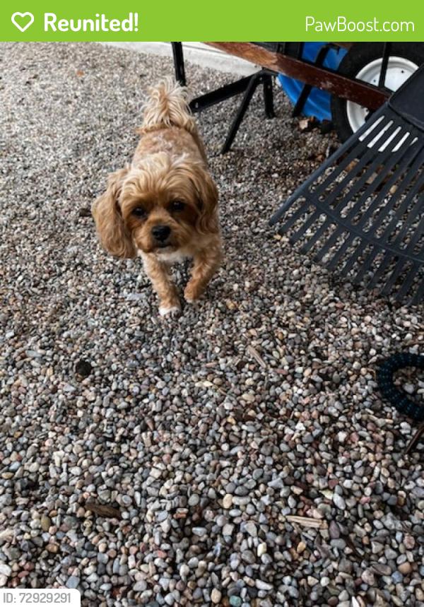 Reunited Female Dog last seen Girard and Leaf, Albuquerque, NM 87106