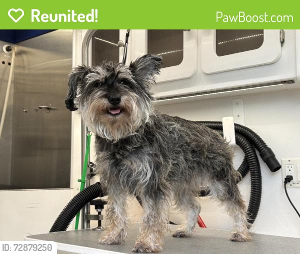 Reunited Female Dog last seen Amelia Earhart park, Hialeah, FL 33013