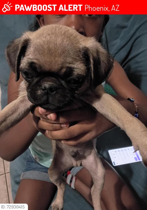 Lost Male Dog last seen West Fairmount Ave and 91st and Indian school rd, Phoenix, AZ 85037
