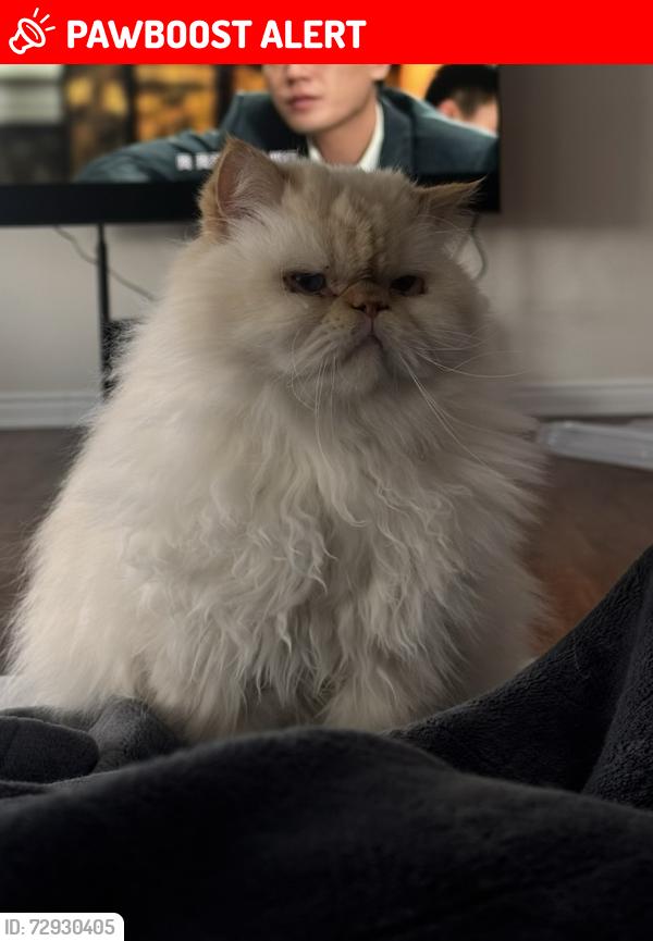 Lost Male Cat last seen Kennedy rd and Bloomington, Whitchurch-Stouffville, ON L4A 4B4