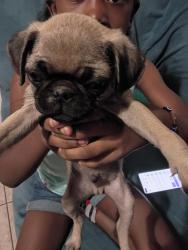 Lost Male Dog last seen West Fairmount Ave and 91st and Indian school rd, Phoenix, AZ 85037