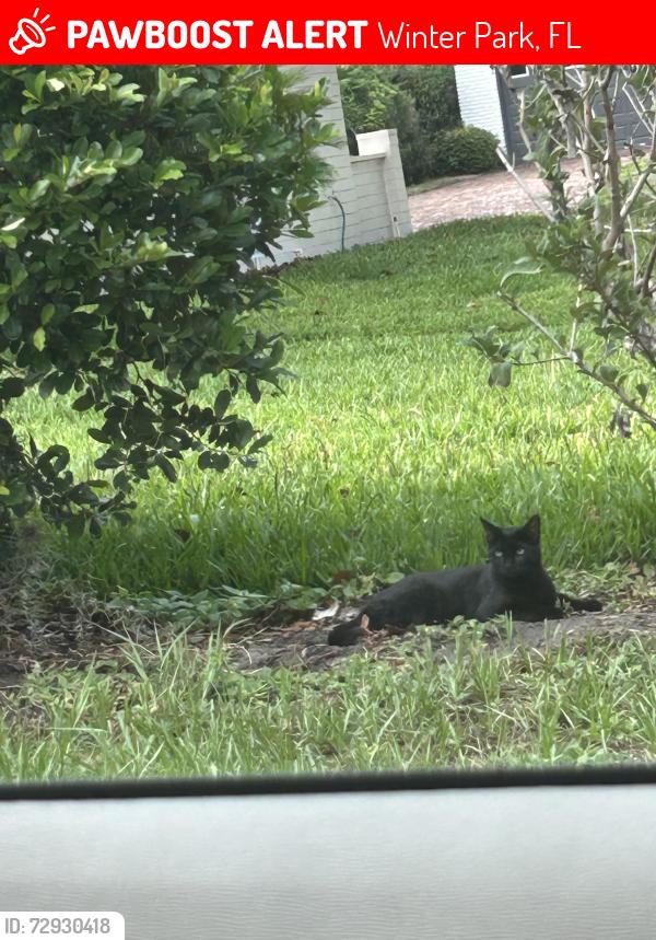 Lost Female Cat last seen Rapidan Trail and Tuscaloosa Trail, Winter Park, FL 32789