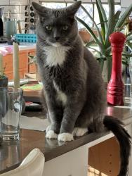 Lost Male Cat last seen Croyden Ave and Boulder St NW, Albuquerque, NM 87114