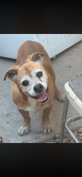 Reunited Male Dog last seen 51st Ave and Greenway , Phoenix, AZ 85306
