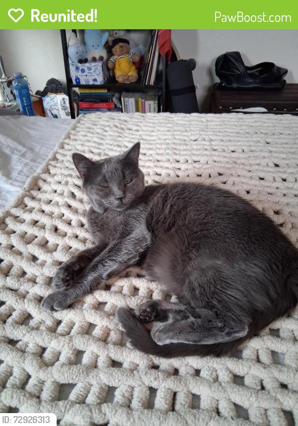 Reunited Female Cat last seen Salmon river and adolphia st, San Diego, CA 92129