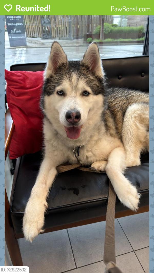 Reunited Female Dog last seen north sheridan avenue and st. marie in highland park , Pittsburgh, PA 15206