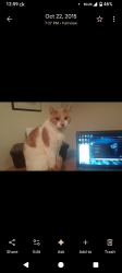 Lost Male Cat last seen Sandy Blvd & 205th Ave , Fairview, OR 97024