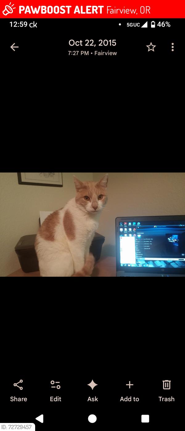 Lost Male Cat last seen Sandy Blvd & 205th Ave , Fairview, OR 97024