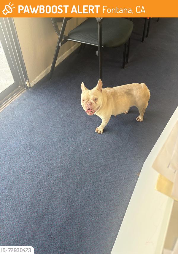Found/Stray Female Dog last seen Foothill and Mango, Fontana, CA 92336