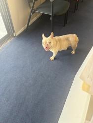 Found/Stray Female Dog last seen Foothill and Mango, Fontana, CA 92336