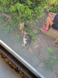 Found/Stray Unknown Cat last seen 19th Ave NE & Polk, Minneapolis, MN 55418