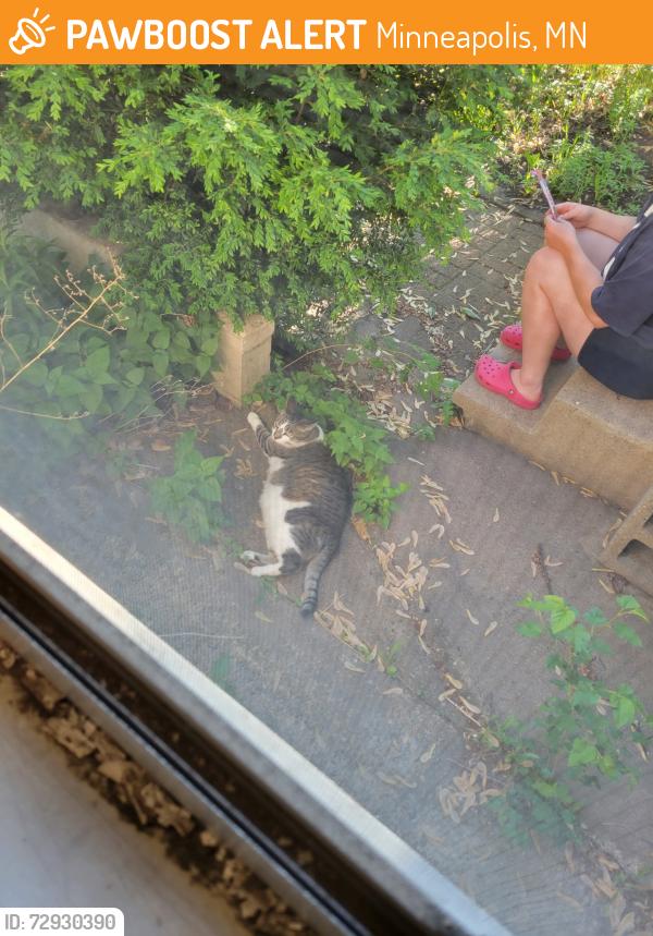 Found/Stray Unknown Cat last seen 19th Ave NE & Polk, Minneapolis, MN 55418