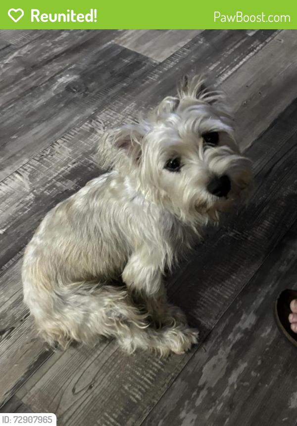 Reunited Male Dog last seen Downtown conroe, Conroe, TX 77301