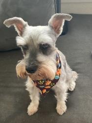 Lost Female Dog last seen Near Waterset Blvd, Apollo Beach, FL 33572, Gibsonton, FL 33534