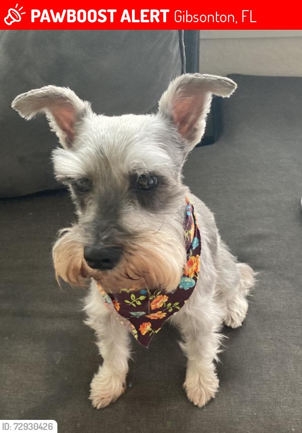 Lost Female Dog last seen Near Waterset Blvd, Apollo Beach, FL 33572, Gibsonton, FL 33534