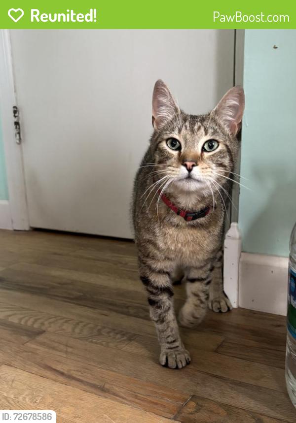 Reunited Male Cat last seen Dual highway/Mt Aetna , Hagerstown, MD 21740