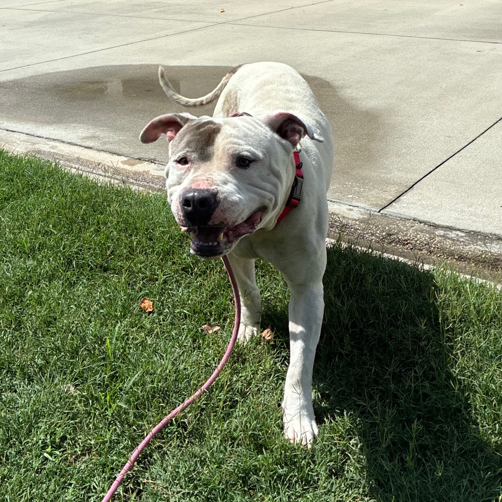 Shelter Stray Male Dog last seen , Jacksonville, FL 32216