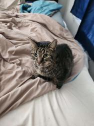 Reunited Male Cat last seen https://maps.app.goo.gl/DFie9VJFs4pGUvkk7 1050 Monarch Ct, Williamsburg, VA 23185