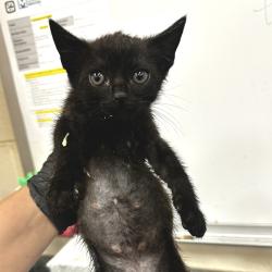 Shelter Stray Male Cat last seen , 2350 Appling City Cove, Memphis, TN 38133, USA
