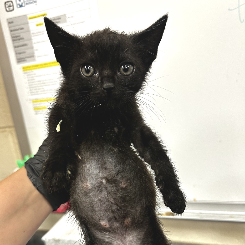 Shelter Stray Male Cat last seen , 2350 Appling City Cove, Memphis, TN 38133, USA