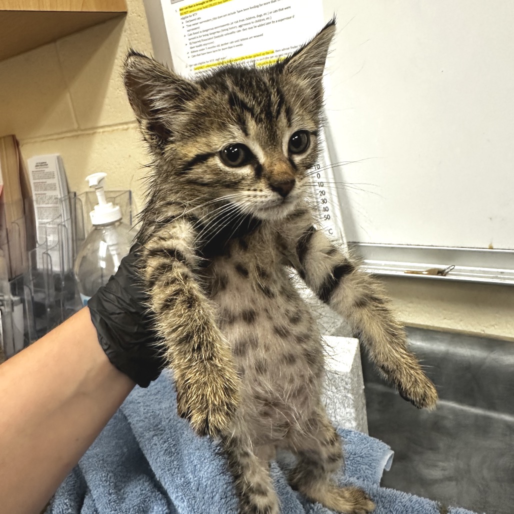 Shelter Stray Male Cat last seen , Memphis, TN 38133