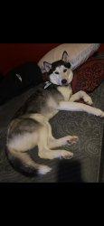 Reunited Male Dog last seen Silversage st , Fort Worth, TX 76137