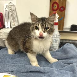 Shelter Stray Male Cat last seen , Memphis, TN 38133