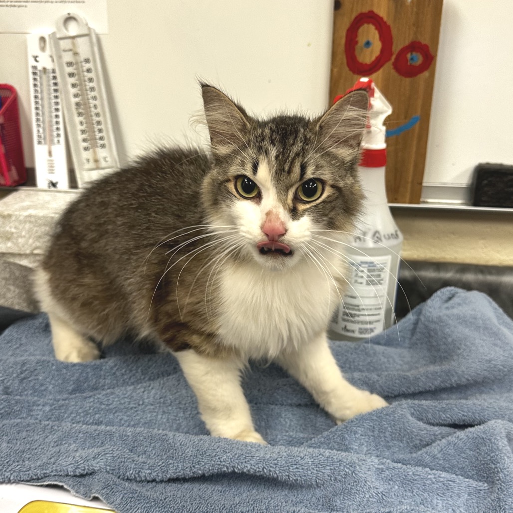 Shelter Stray Male Cat last seen , Memphis, TN 38133