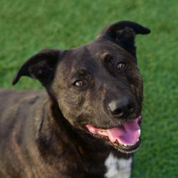 Shelter Stray Male Dog last seen , Ottawa, KS 66067