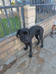 Found/Stray Male Dog last seen Verbena And se, Indio, CA 92201