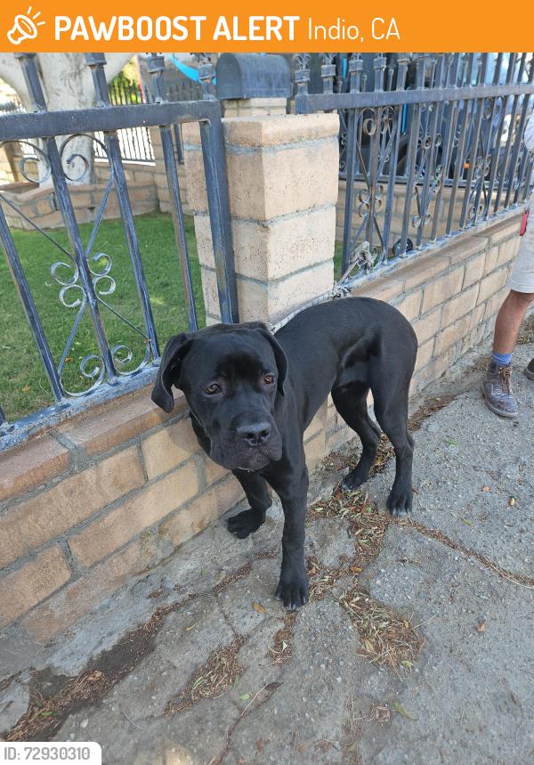 Found/Stray Male Dog last seen Verbena And se, Indio, CA 92201