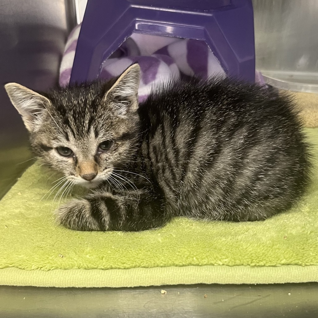 Shelter Stray Female Cat last seen , Palm Springs, CA 92264
